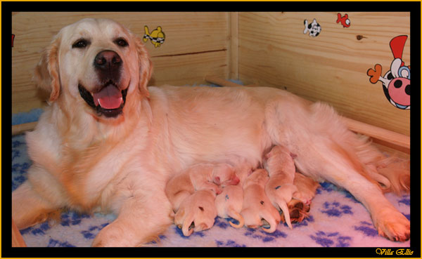 cachorros golden retriever